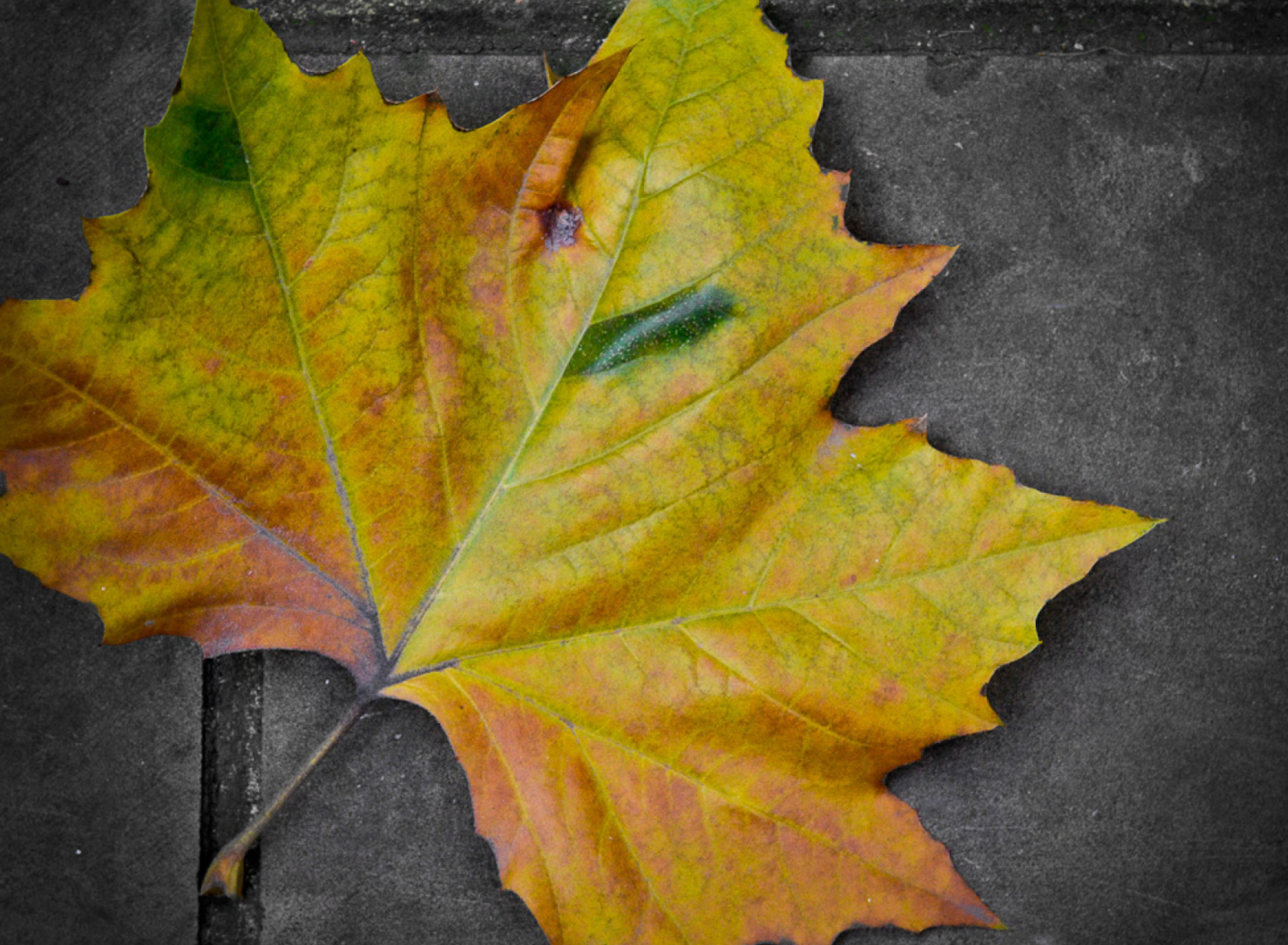Leaf On The Ground wallpaper 1920x1408