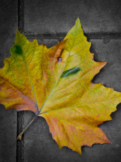 Das Leaf On The Ground Wallpaper 240x320