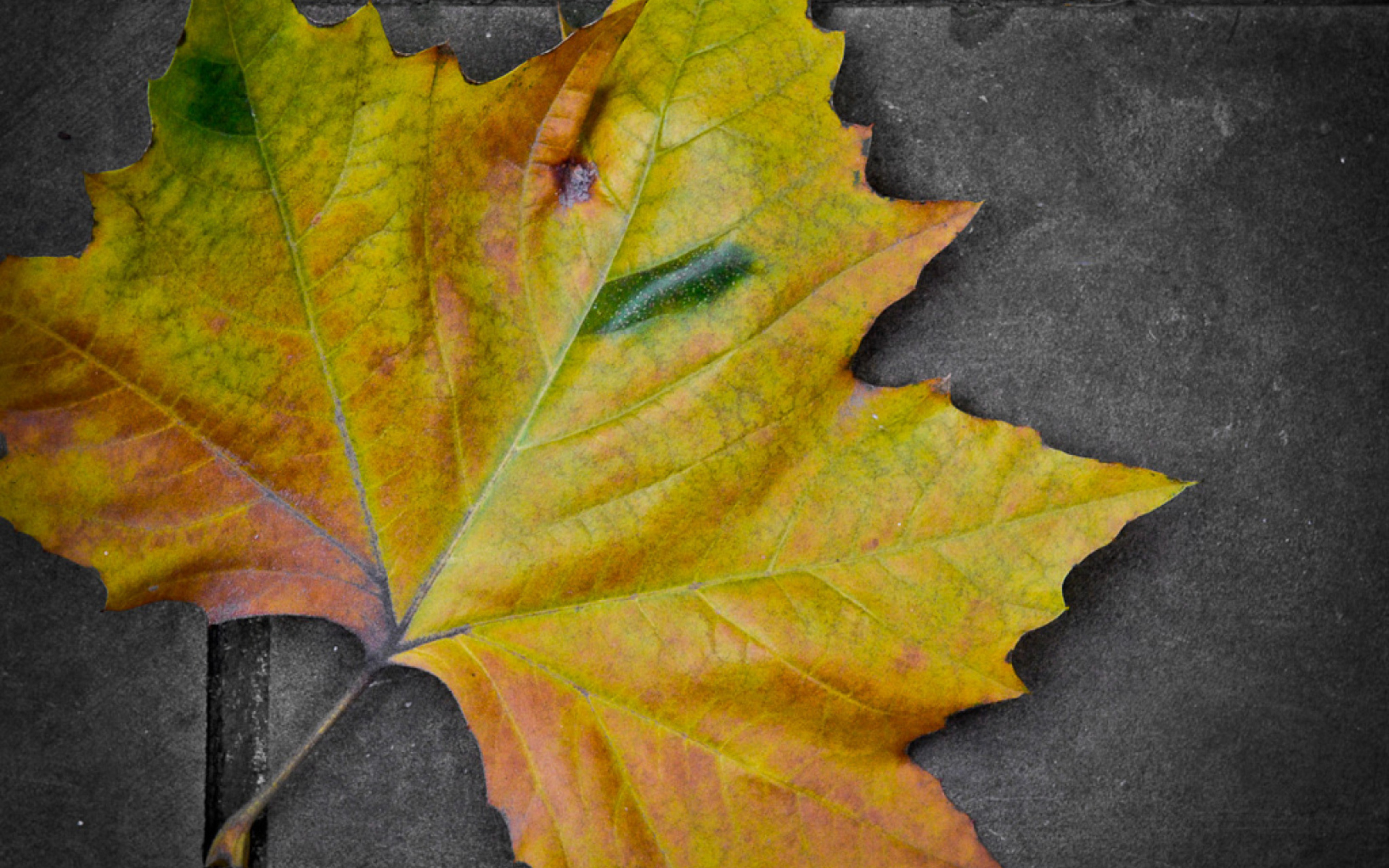 Leaf On The Ground wallpaper 2560x1600