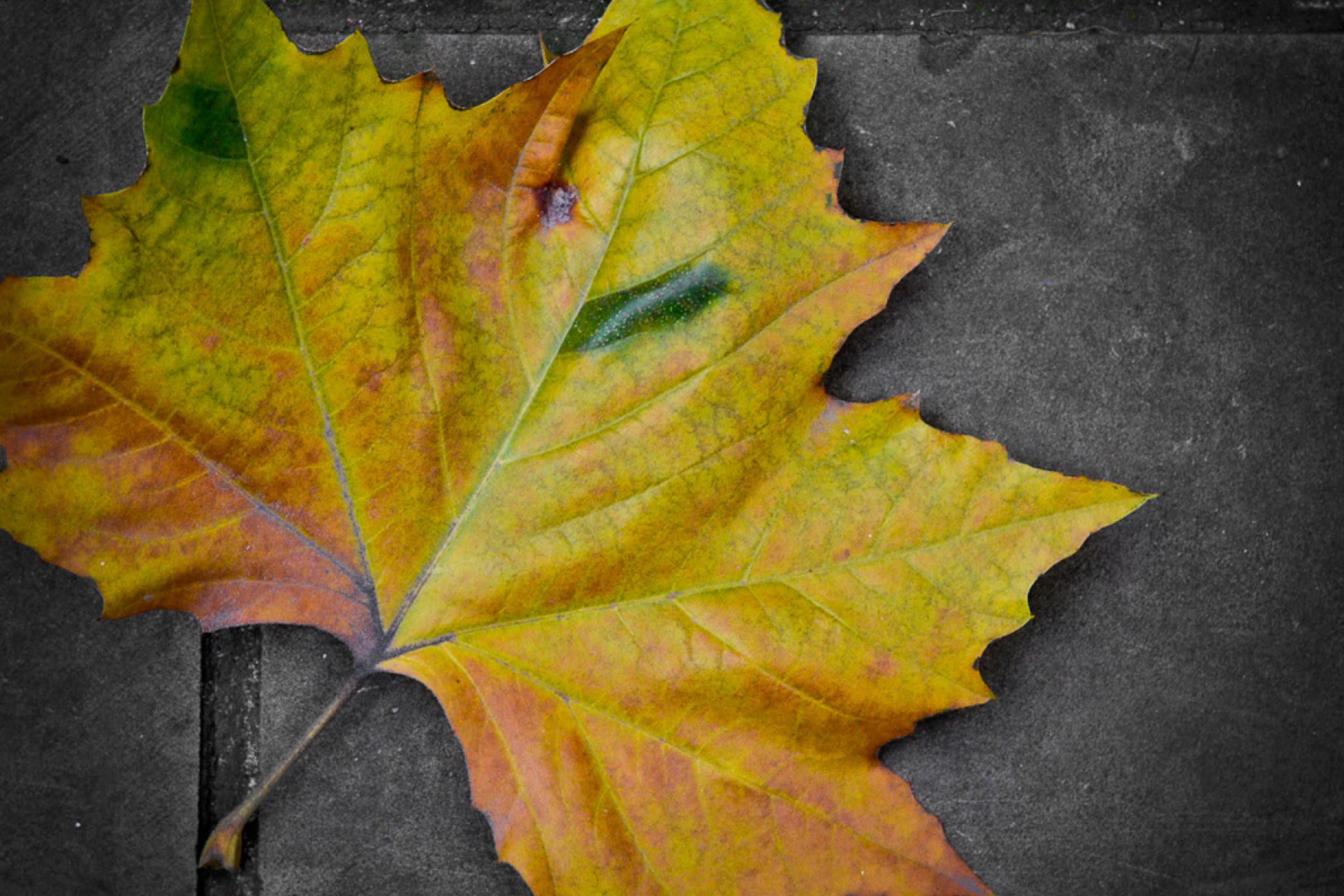 Das Leaf On The Ground Wallpaper 2880x1920