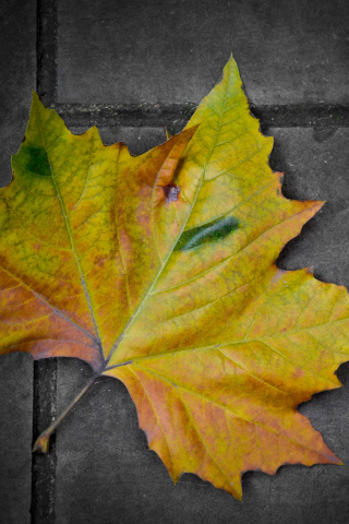 Leaf On The Ground wallpaper 320x480