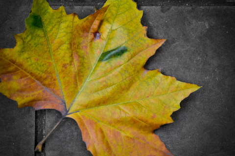 Das Leaf On The Ground Wallpaper 480x320