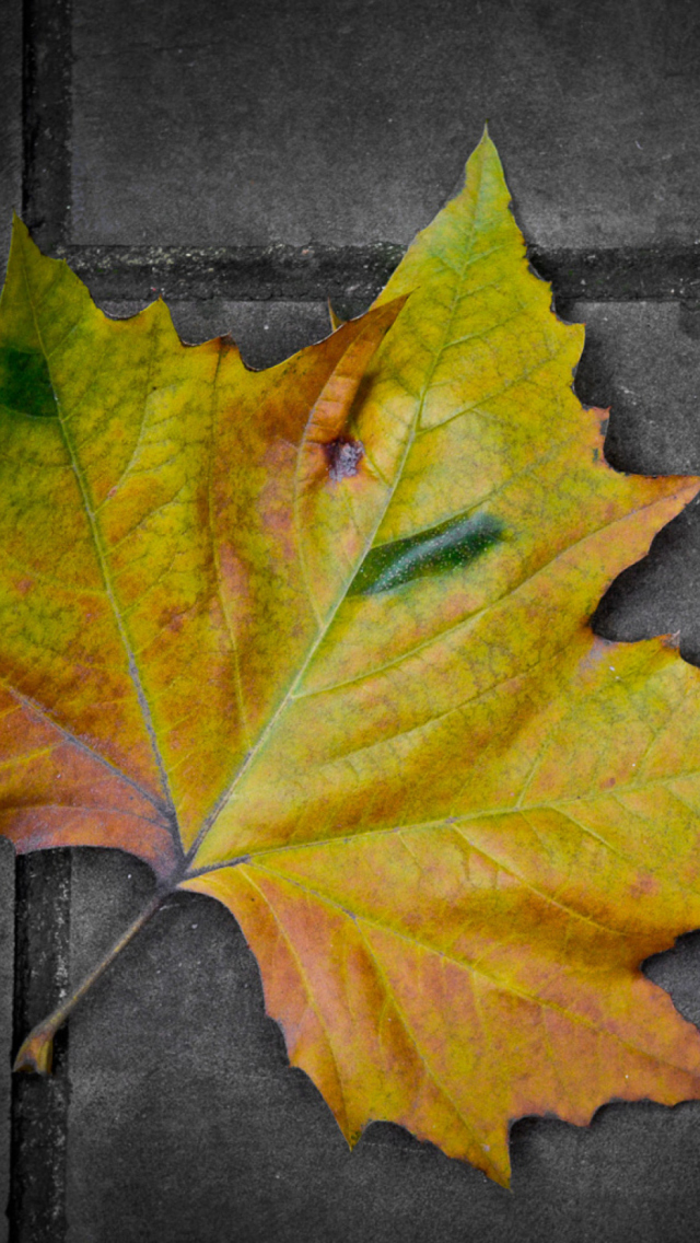 Sfondi Leaf On The Ground 640x1136