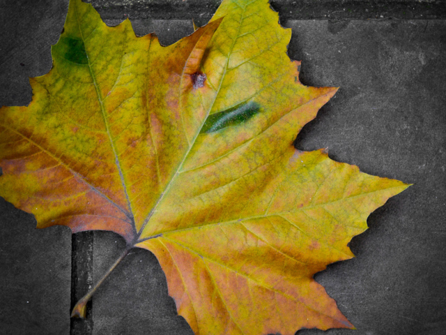Das Leaf On The Ground Wallpaper 640x480