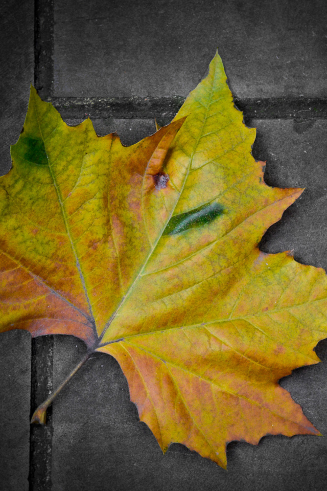 Das Leaf On The Ground Wallpaper 640x960