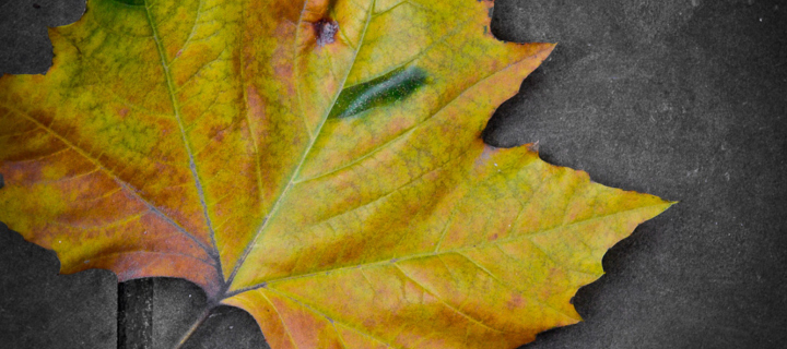 Das Leaf On The Ground Wallpaper 720x320