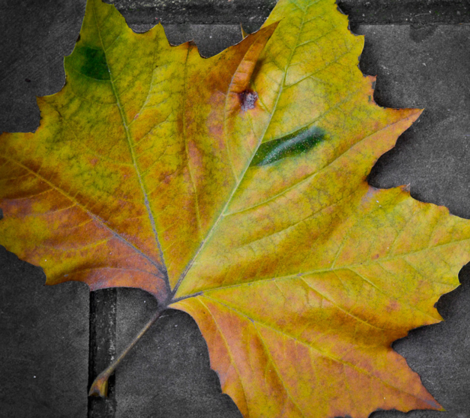 Das Leaf On The Ground Wallpaper 960x854