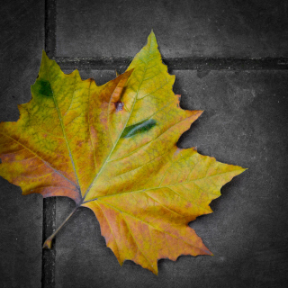 Kostenloses Leaf On The Ground Wallpaper für iPad