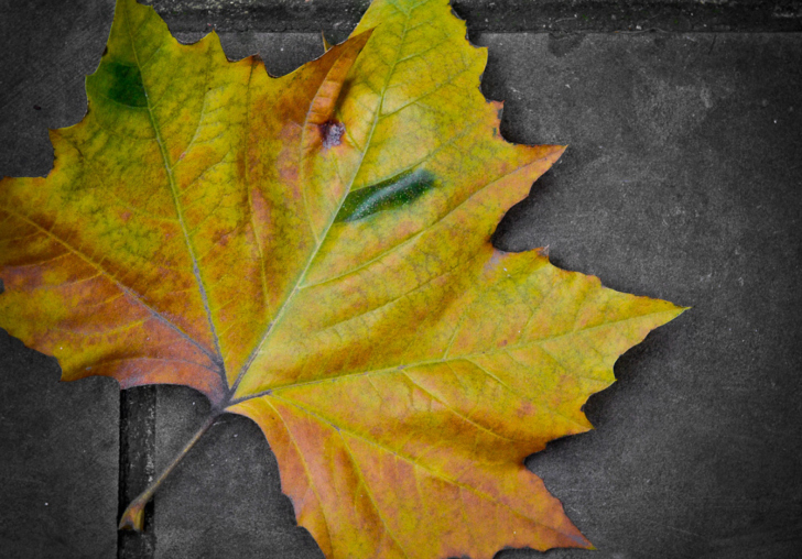 Leaf On The Ground wallpaper