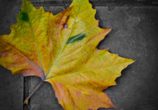 Leaf On The Ground sfondi gratuiti per Samsung Galaxy Tab 4