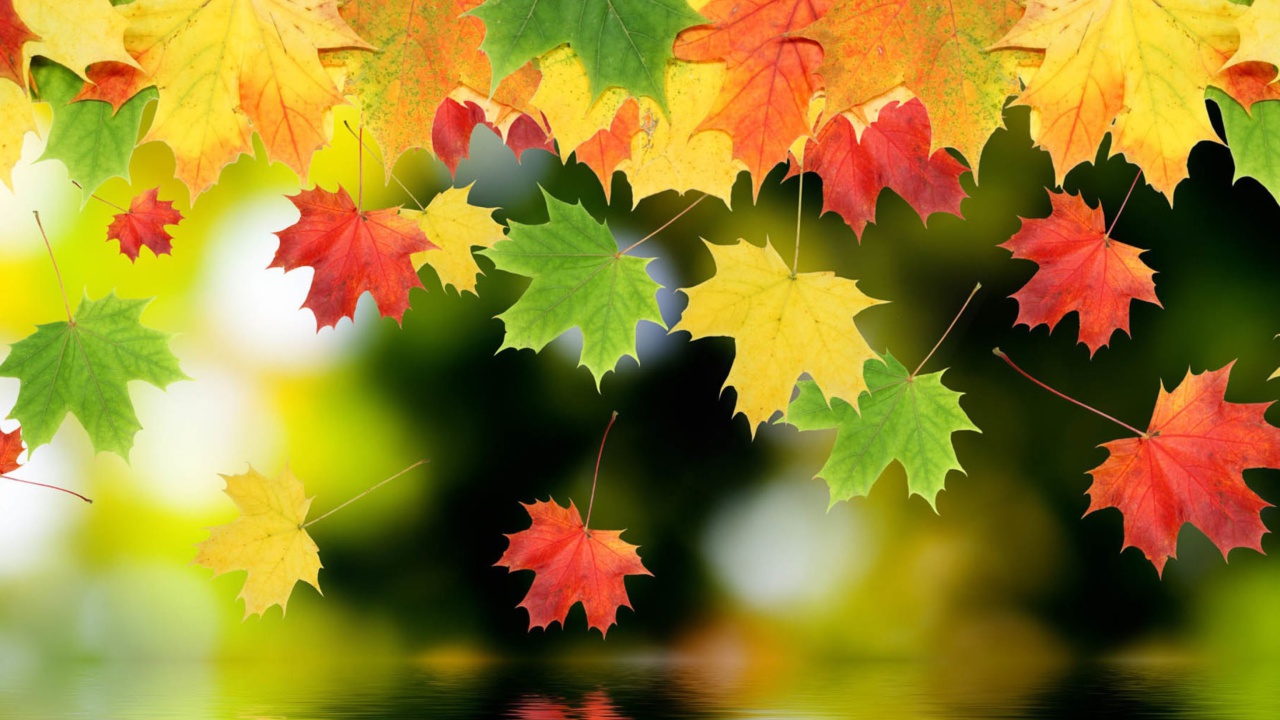 Screenshot №1 pro téma Falling Leaves 1280x720