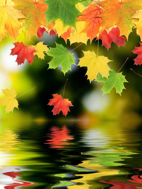 Обои Falling Leaves 480x640