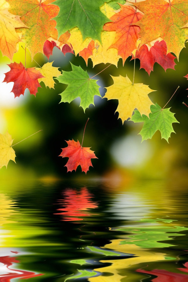 Das Falling Leaves Wallpaper 640x960