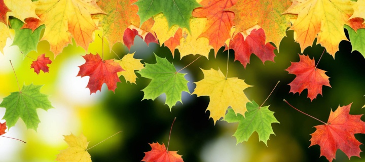 Falling Leaves screenshot #1 720x320