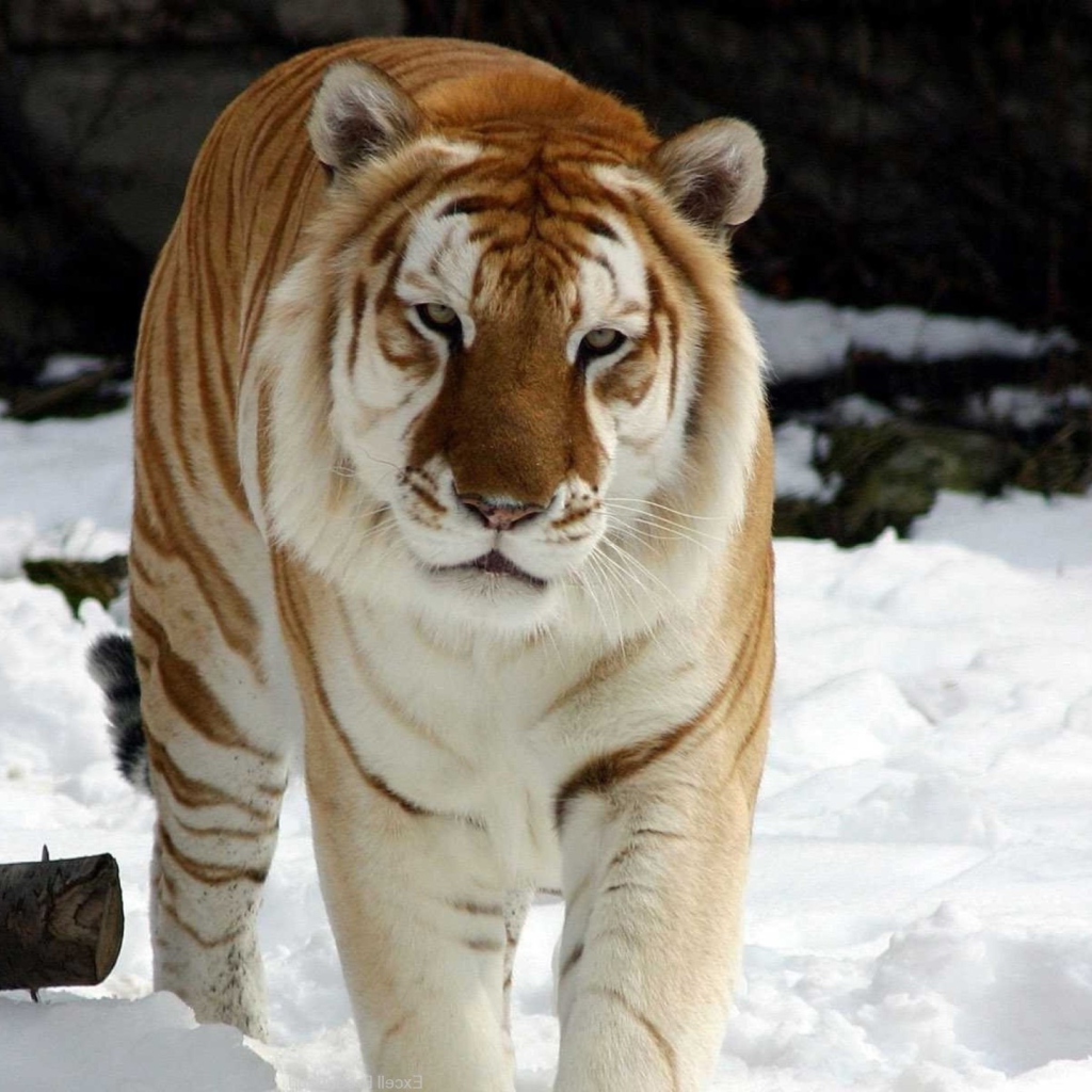 Fondo de pantalla Tiger In Winter 1024x1024