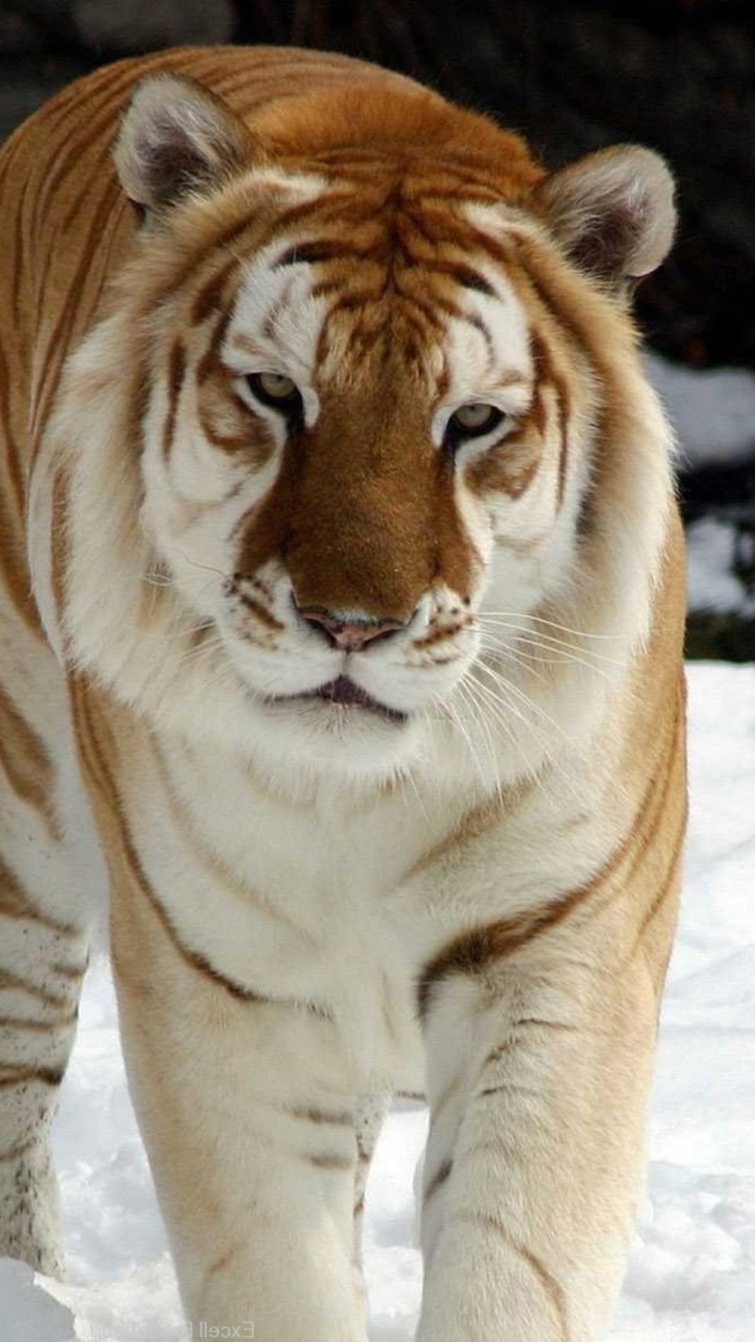 Tiger In Winter wallpaper 1080x1920