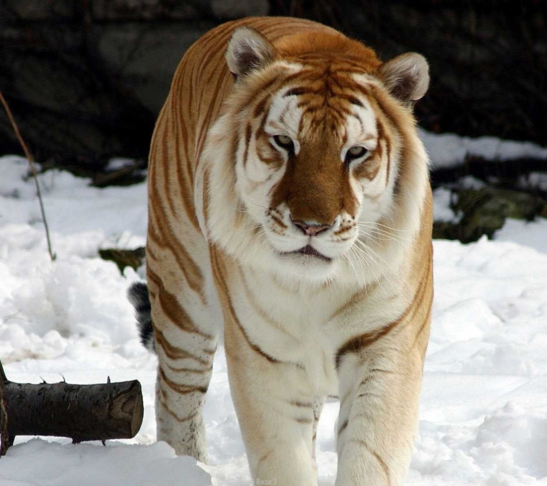 Fondo de pantalla Tiger In Winter 1080x960