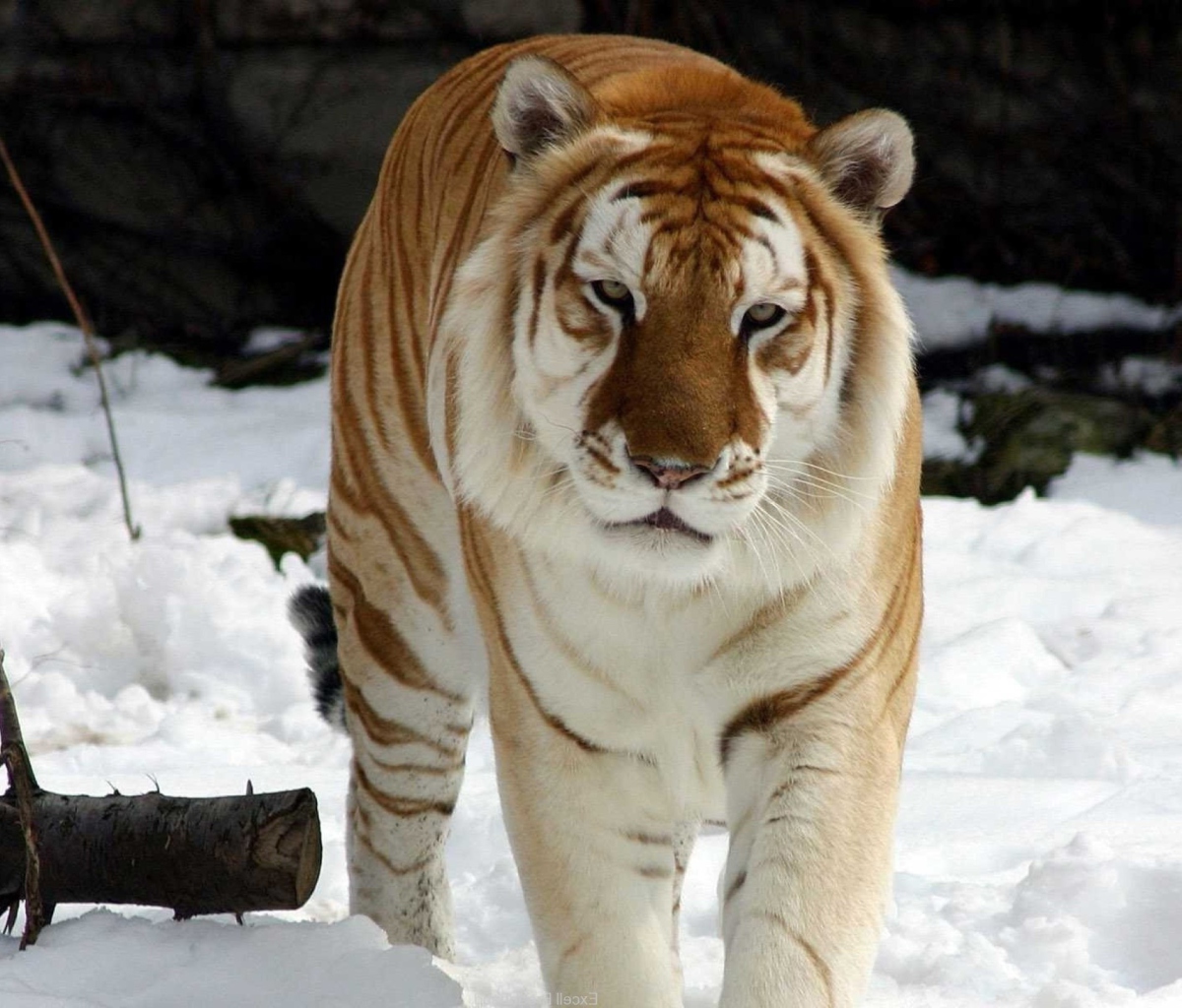 Screenshot №1 pro téma Tiger In Winter 1200x1024
