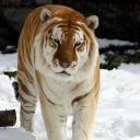 Обои Tiger In Winter 128x128