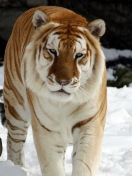 Screenshot №1 pro téma Tiger In Winter 132x176