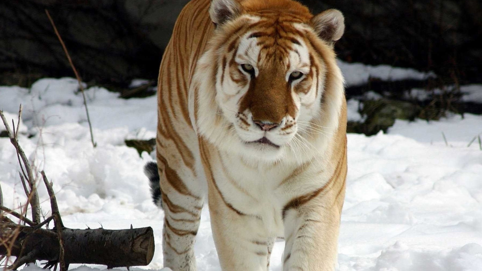 Tiger In Winter wallpaper 1600x900