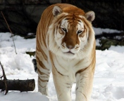 Sfondi Tiger In Winter 176x144