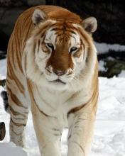 Das Tiger In Winter Wallpaper 176x220