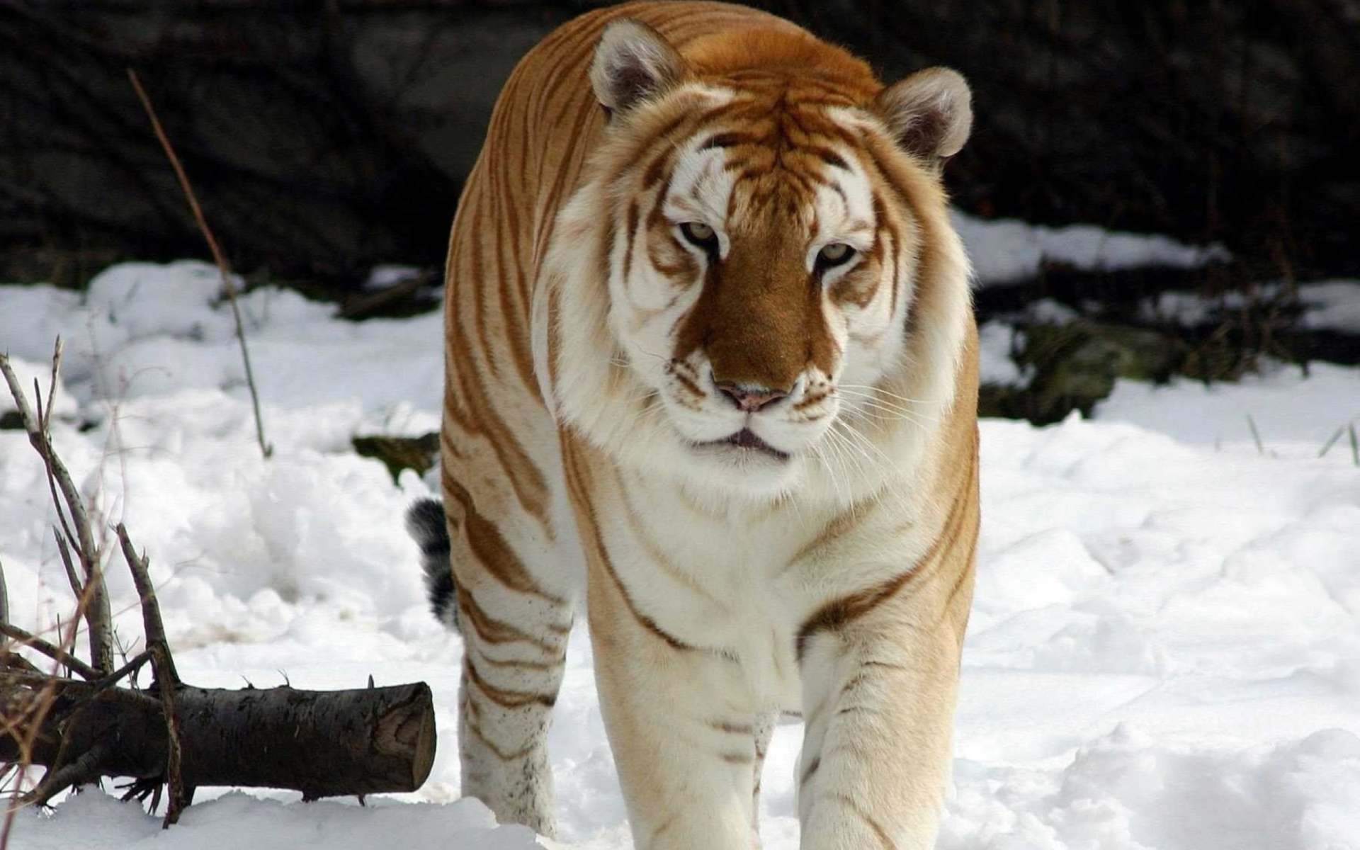 Sfondi Tiger In Winter 1920x1200