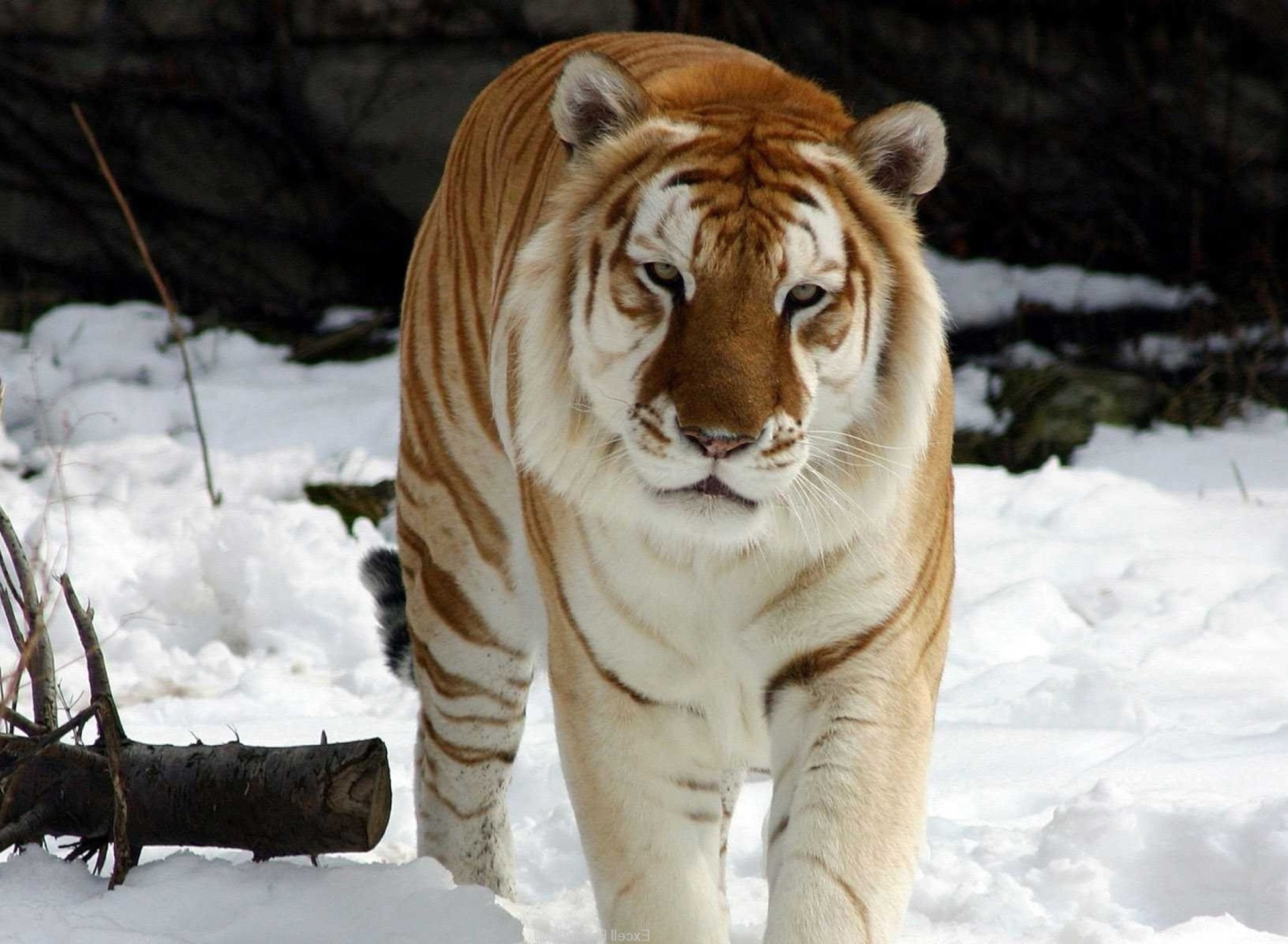 Обои Tiger In Winter 1920x1408