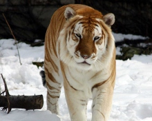 Tiger In Winter wallpaper 220x176