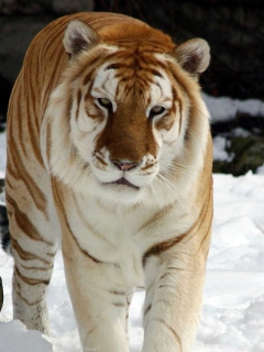 Tiger In Winter wallpaper 240x320
