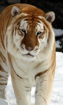 Обои Tiger In Winter 240x400