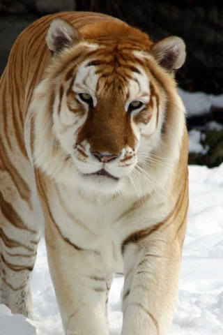 Tiger In Winter wallpaper 320x480