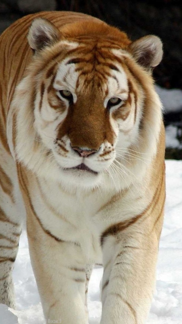 Tiger In Winter wallpaper 360x640