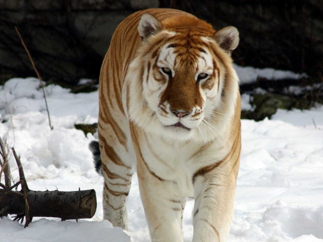 Screenshot №1 pro téma Tiger In Winter 640x480