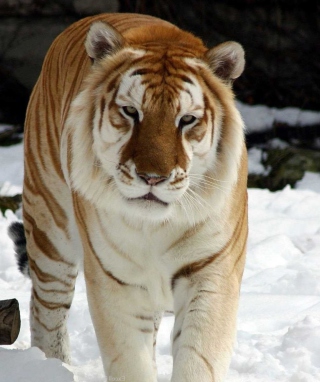 Tiger In Winter sfondi gratuiti per iPhone 6 Plus