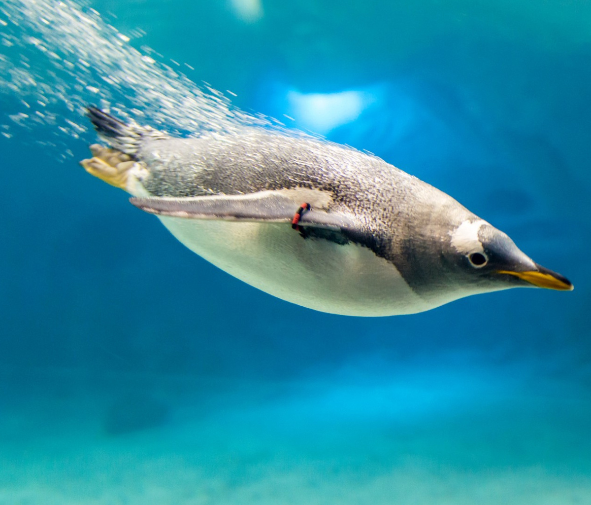 Penguin in Underwater wallpaper 1200x1024