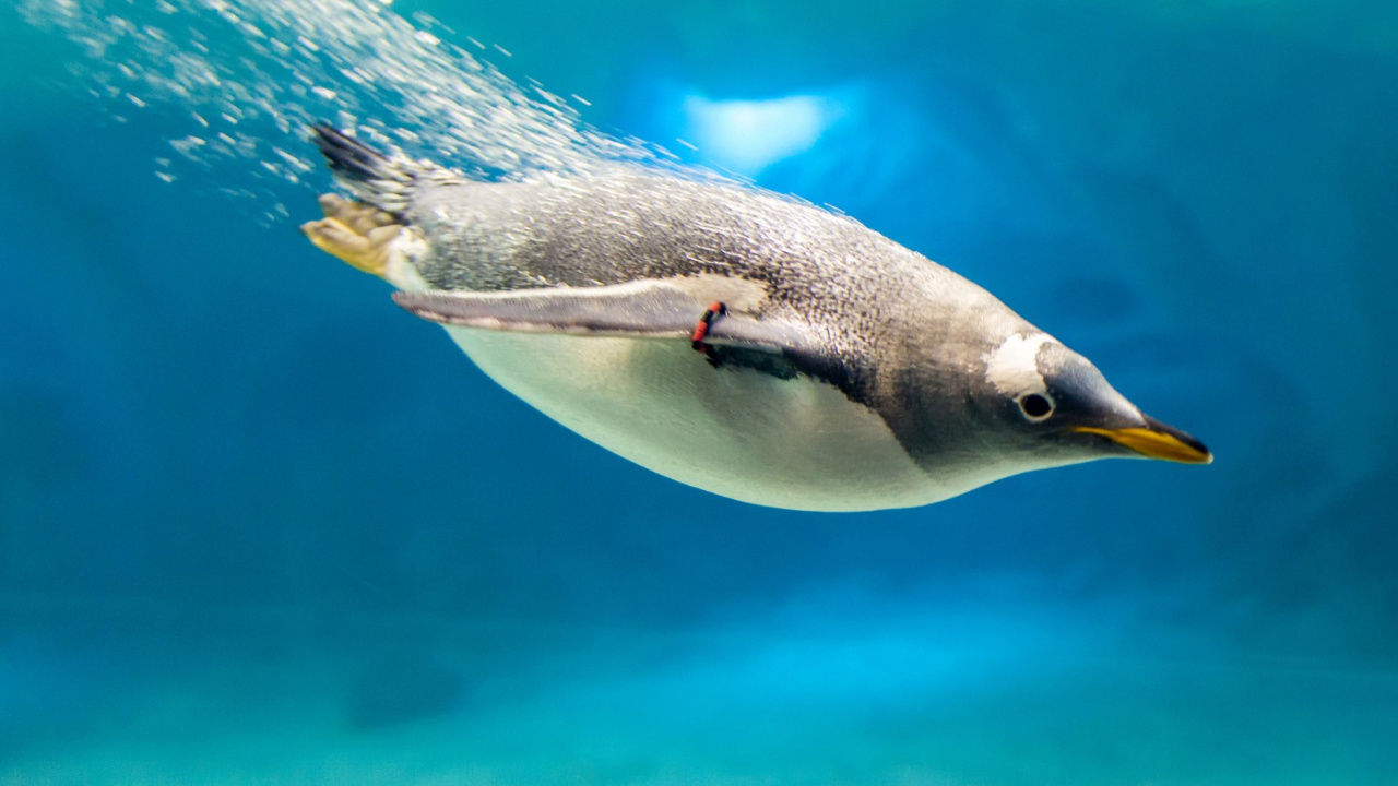 Das Penguin in Underwater Wallpaper 1280x720