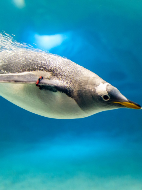 Das Penguin in Underwater Wallpaper 480x640