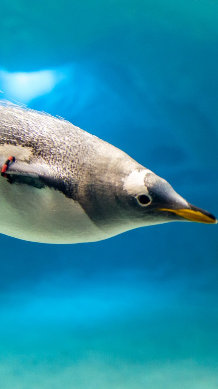 Das Penguin in Underwater Wallpaper 750x1334