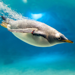 Penguin in Underwater sfondi gratuiti per iPad mini