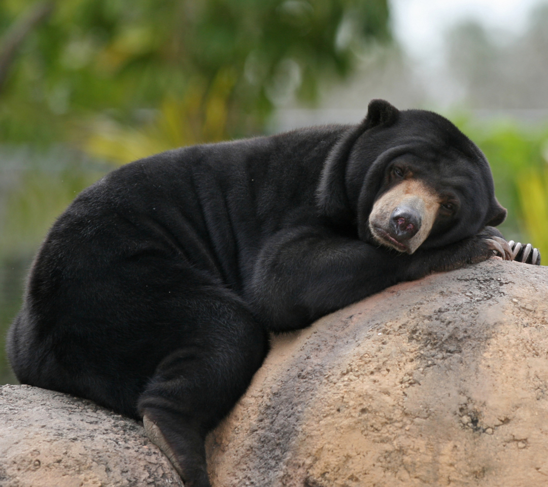 Tired Bear wallpaper 1080x960