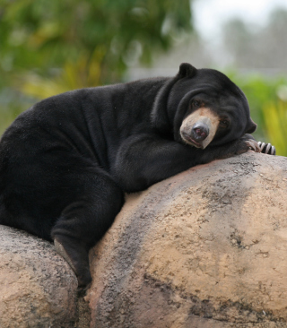 Tired Bear sfondi gratuiti per iPhone 4S