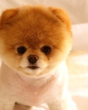 Cute Dog Boo screenshot #1 128x160