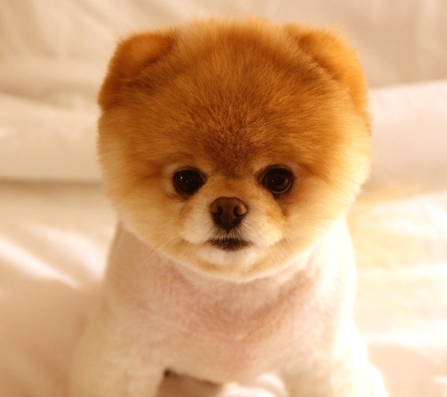 Fondo de pantalla Cute Dog Boo 1440x1280