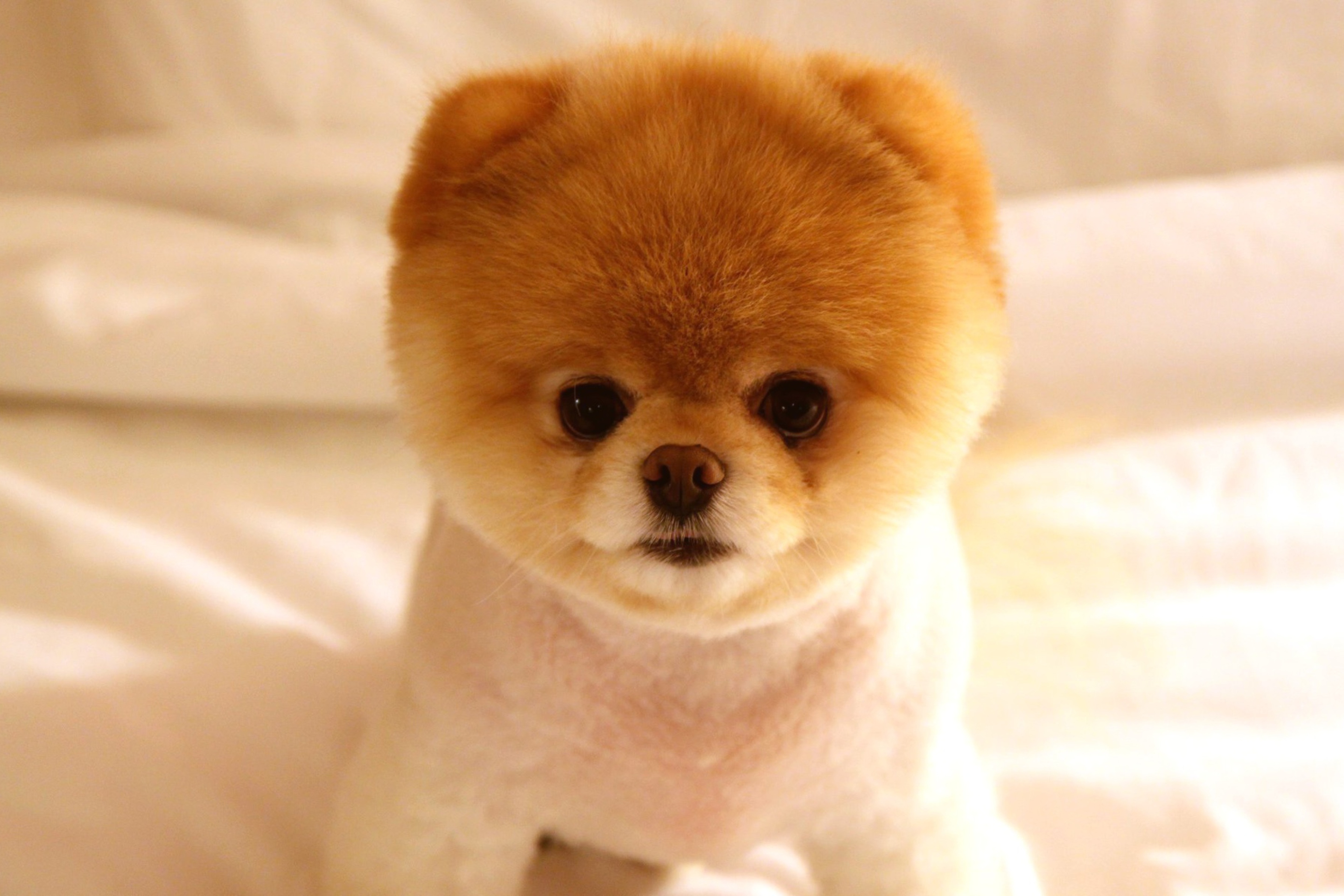 Fondo de pantalla Cute Dog Boo 2880x1920