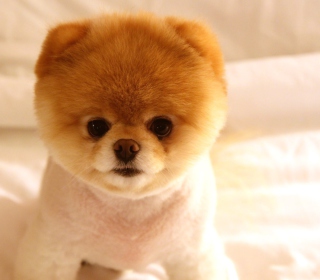 Cute Dog Boo sfondi gratuiti per iPad mini