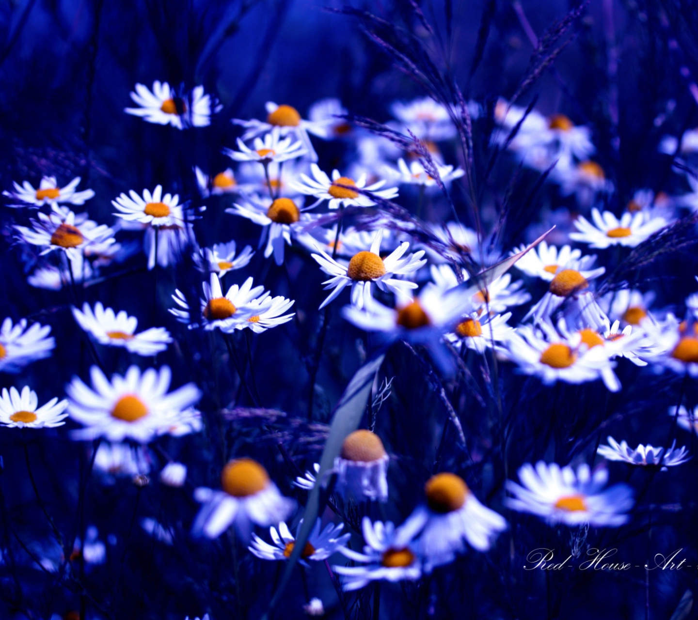 Fondo de pantalla Daisies 1440x1280