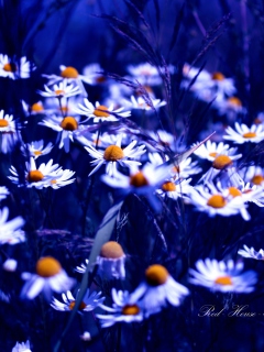 Das Daisies Wallpaper 240x320