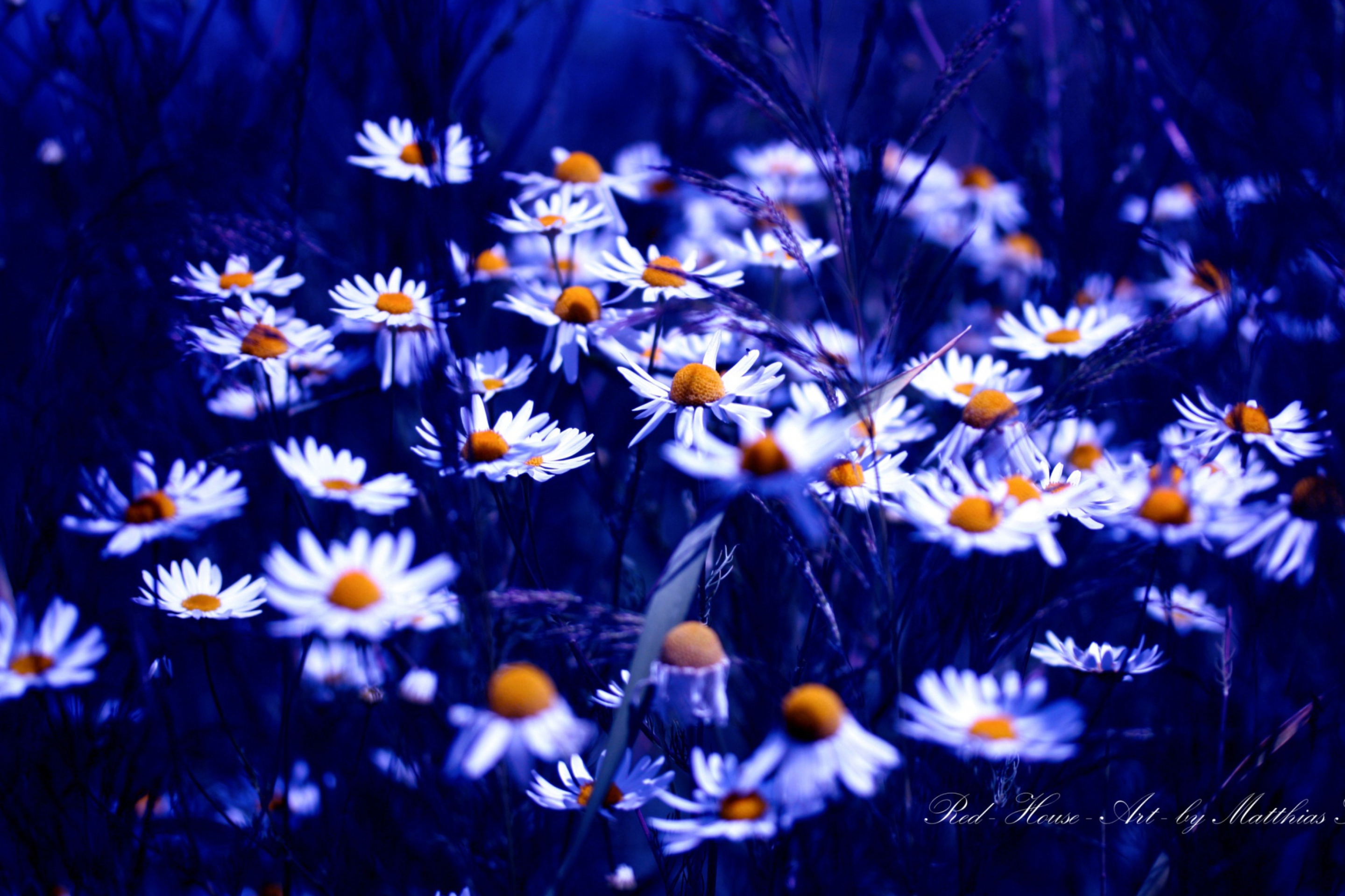 Das Daisies Wallpaper 2880x1920